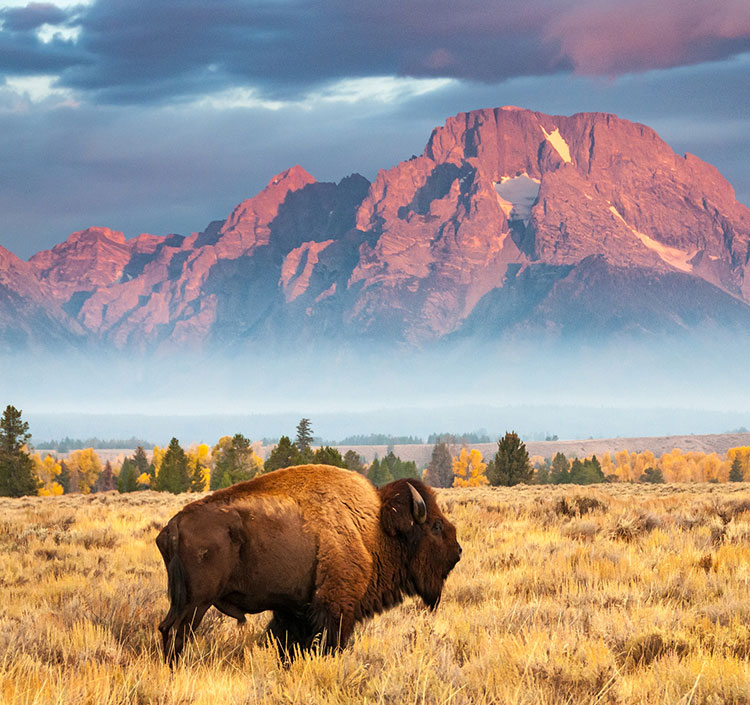 bison standing in field outside near mountain