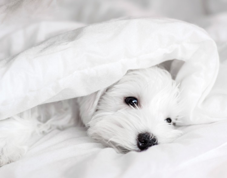 cambrianorthconway homepage whatsetsusapart petfriendly