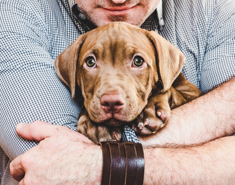 chocolate puppy being held in mans arms
