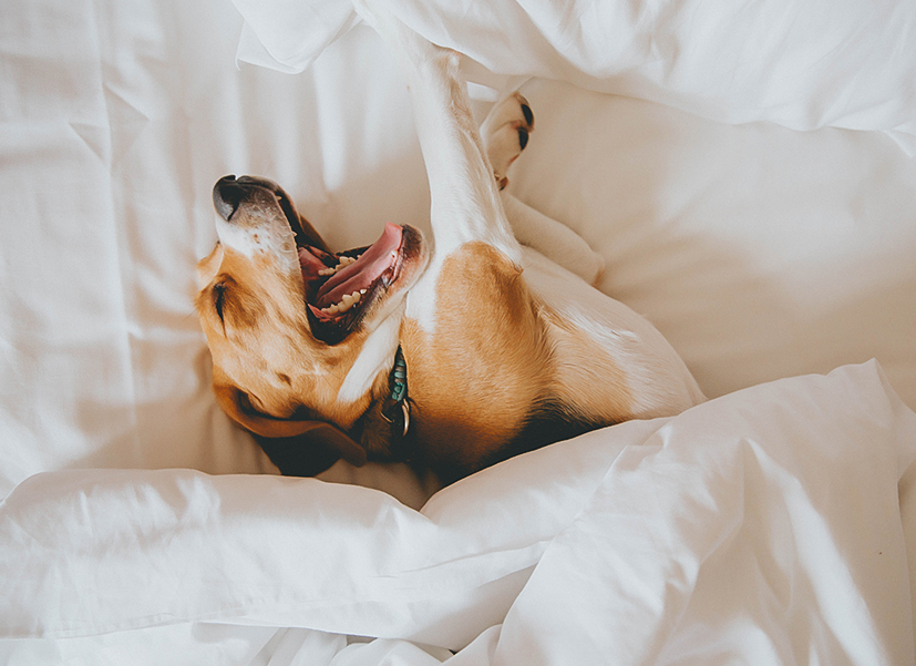 a dog lying on a bed with its mouth open