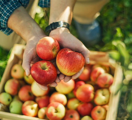 a person holding apples in their hands