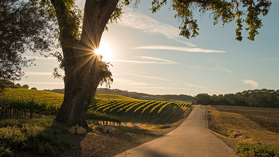 a road with a tree and rows of plants