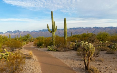 a path with cacti and mountains in the background