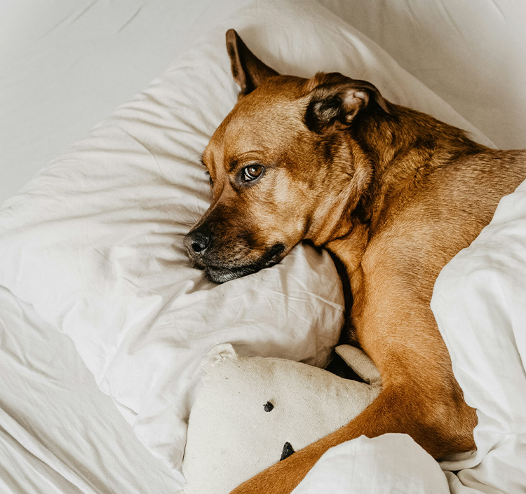 a dog lying on a bed with a stuffed animal