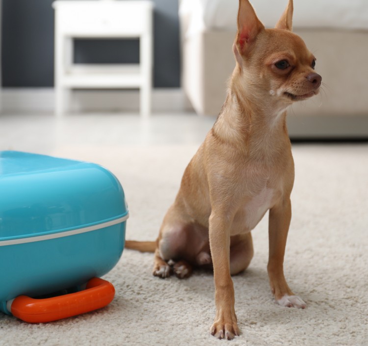 a small dog sitting next to a blue suitcase