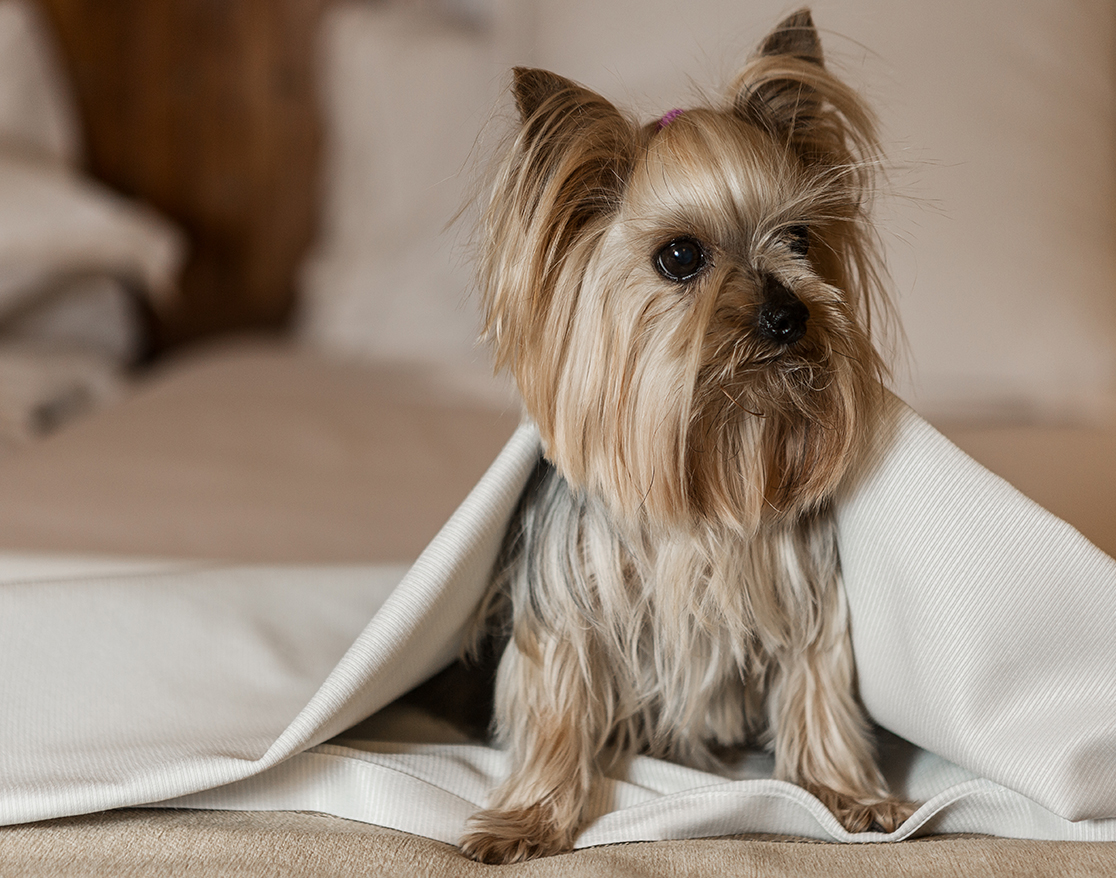 a dog under a blanket