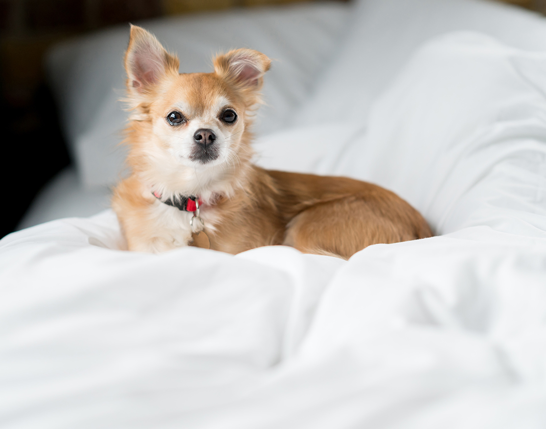 a dog lying on a bed